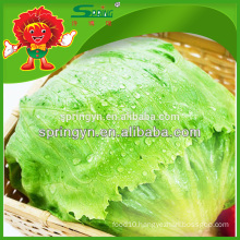 Supply frozen packed leaf lettuce